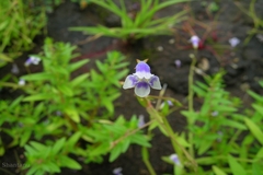 Dopatrium lobelioides